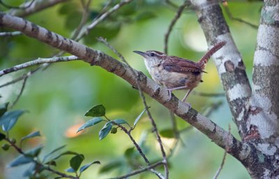 Carolina Wren