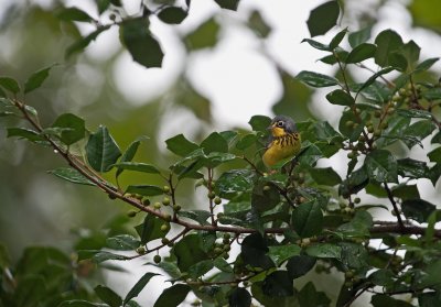 Canada Warbler (Male)