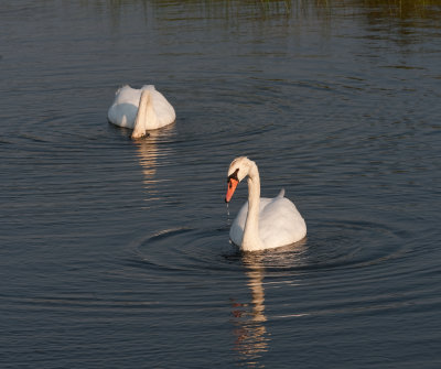 Pair of Mute Swans