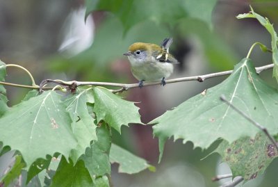 Chestnut-sided Warbler