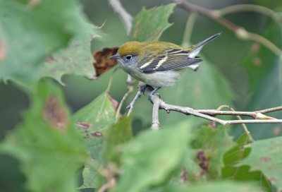 Chestnut-sided Warbler