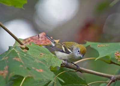 Chestnut-sided Warbler