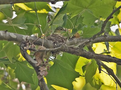 Yellow-throated Vireo on Nest
