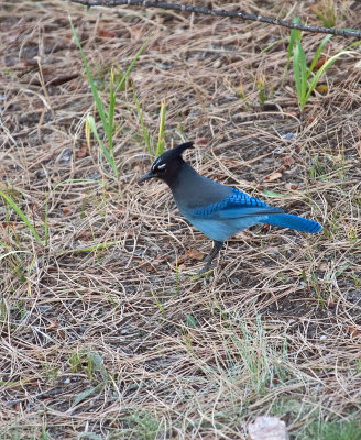 Steller's Jay