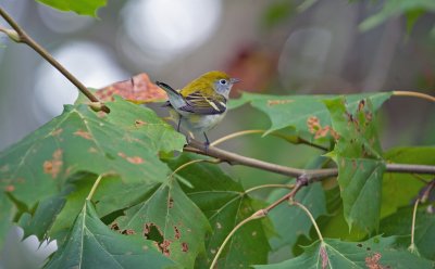 Chestnut-sided Warbler