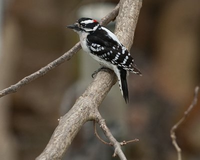 Male Downy Woodpecker