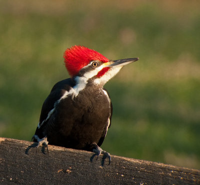 Pileated Woodpecker (Male)