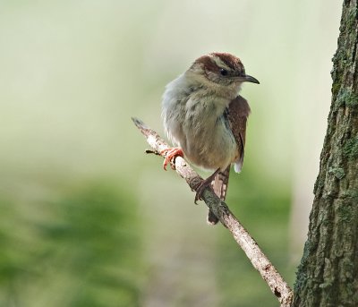 Carolina Wren