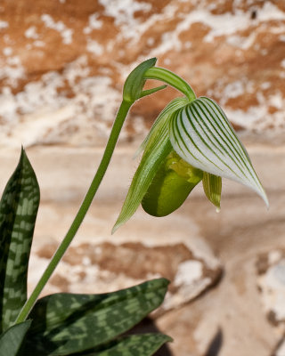 Green Lady Slipper Orchid