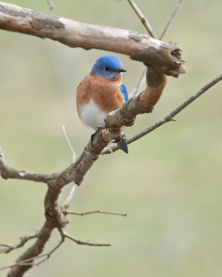 Eastern Bluebird (Male)