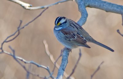 White-Throated Sparrow (Male)