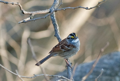 White-Throated Sparrow (Male)