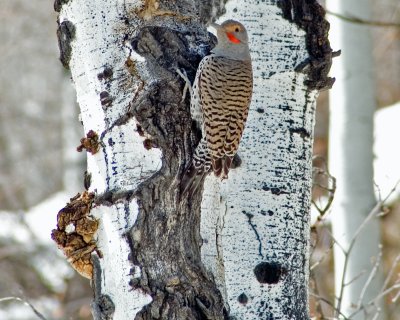 Western Northern Flickers - Red-shafted
