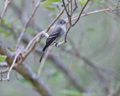 Eastern Wood-Pewee Flycatcher