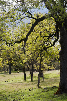 New Spring Oak Leaves