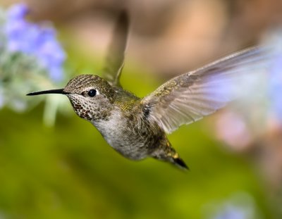 Hummingbird-.jpg