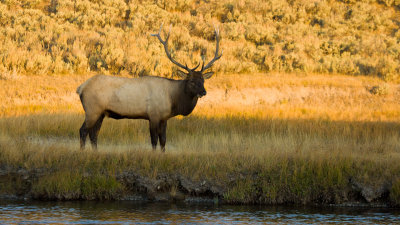 Bull Elk Near Madison River