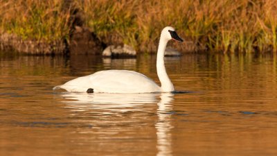 Trumpeter Swan on Madison River