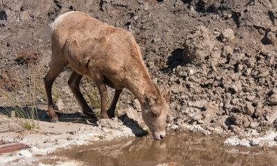 Juvenile Bighorn Sheep Drinking