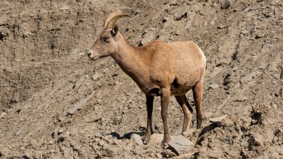 Female Bighorn Sheep Near Roadside - North Entrance