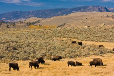 Bison Herd Near Lamar Valley