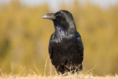 Friendly Black Raven Posing