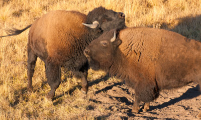 Young Bison Bulls Play Fighting