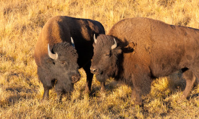 Young Bison Bulls Posturing