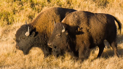 Young Bison Bulls Peacefull Coexisting (For Now)