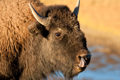 Bison Tongue Antics