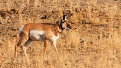 Pronghorn Outside North Entrance Near Gardiner
