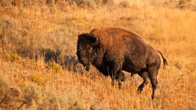 Bison Bull in Hayden Valley