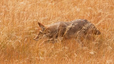 Coyote Stalking Prey Near Lower Geyser Basin