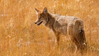 Coyote Near Lower Geyser Basin