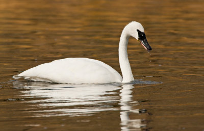 Another Look At Trumpeter Swan in Madison River