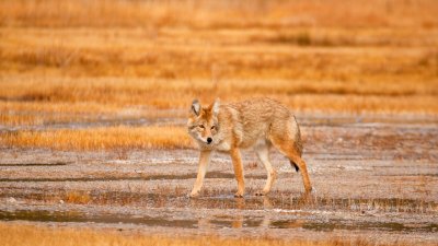 Coyote Near Firehole River Trail