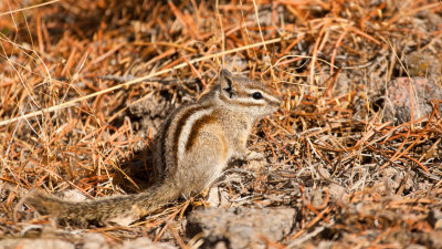 Yellowstone Chipmunk