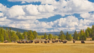 Bison Herd Approaching - Lower Geyser Basin