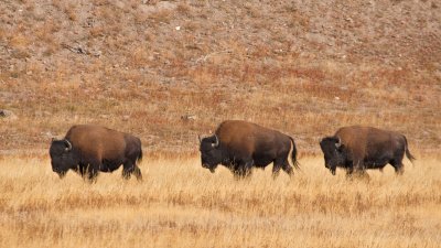 Bison Near Lower Geyser Basin