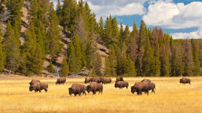 Bison Herd Approaching Roadside - Lower Geyser Basin