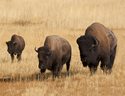 Bison Family Approaching Roadside