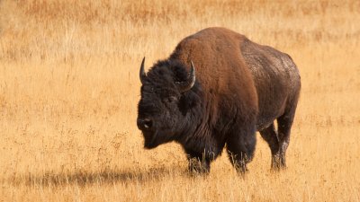 Bison Bull About to Cross Road