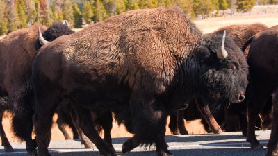 Bison Crossing Road in Lower Geyser Basin