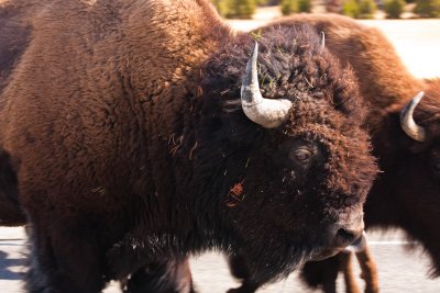 Bison Bull Too Close for Comfort (from inside truck!)