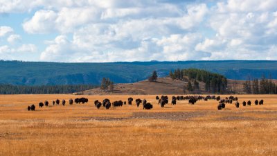 Bison Herd Departing Lower Geyser Basin