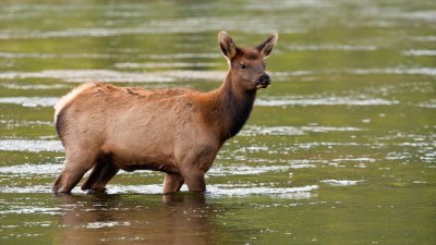Elk Cow Crossing  Madison River