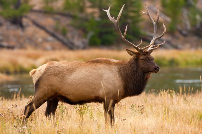Bull Elk Guarding Harem on Madison River