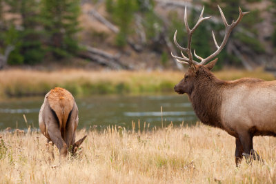 Bull Elk Watching Elk Cow on Madison River