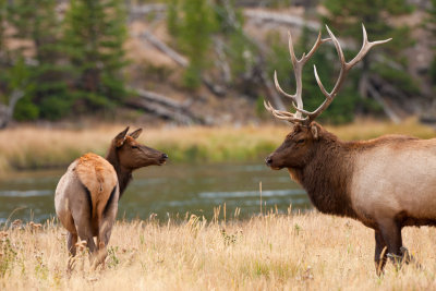 Elk Interaction on Madison River