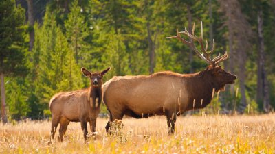 Another Fall in Yellowstone